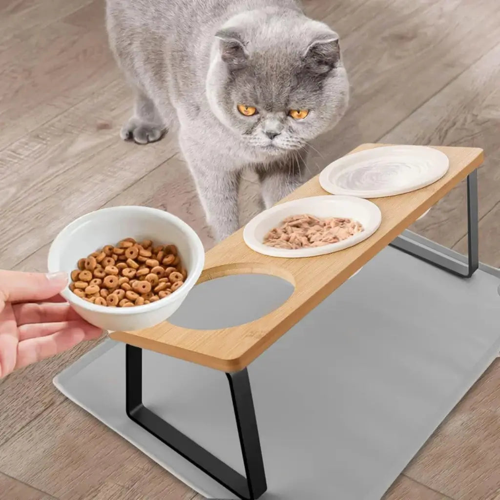 Cat standing on a raised feeding station with two bowls of food, one being held by a hand