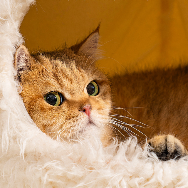Cat Bed House Plush