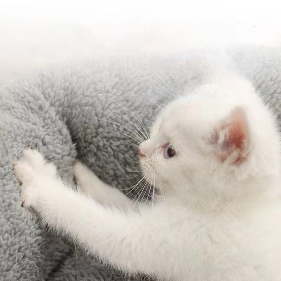 Pet Bed Pillow For Cats Small Dogs