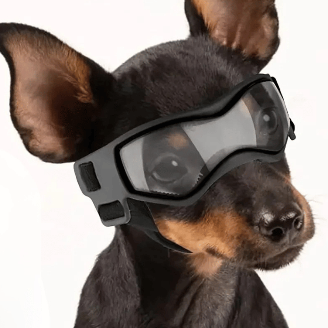 Dog Sunglasses Small Breed Eye Protection - Pupporia
