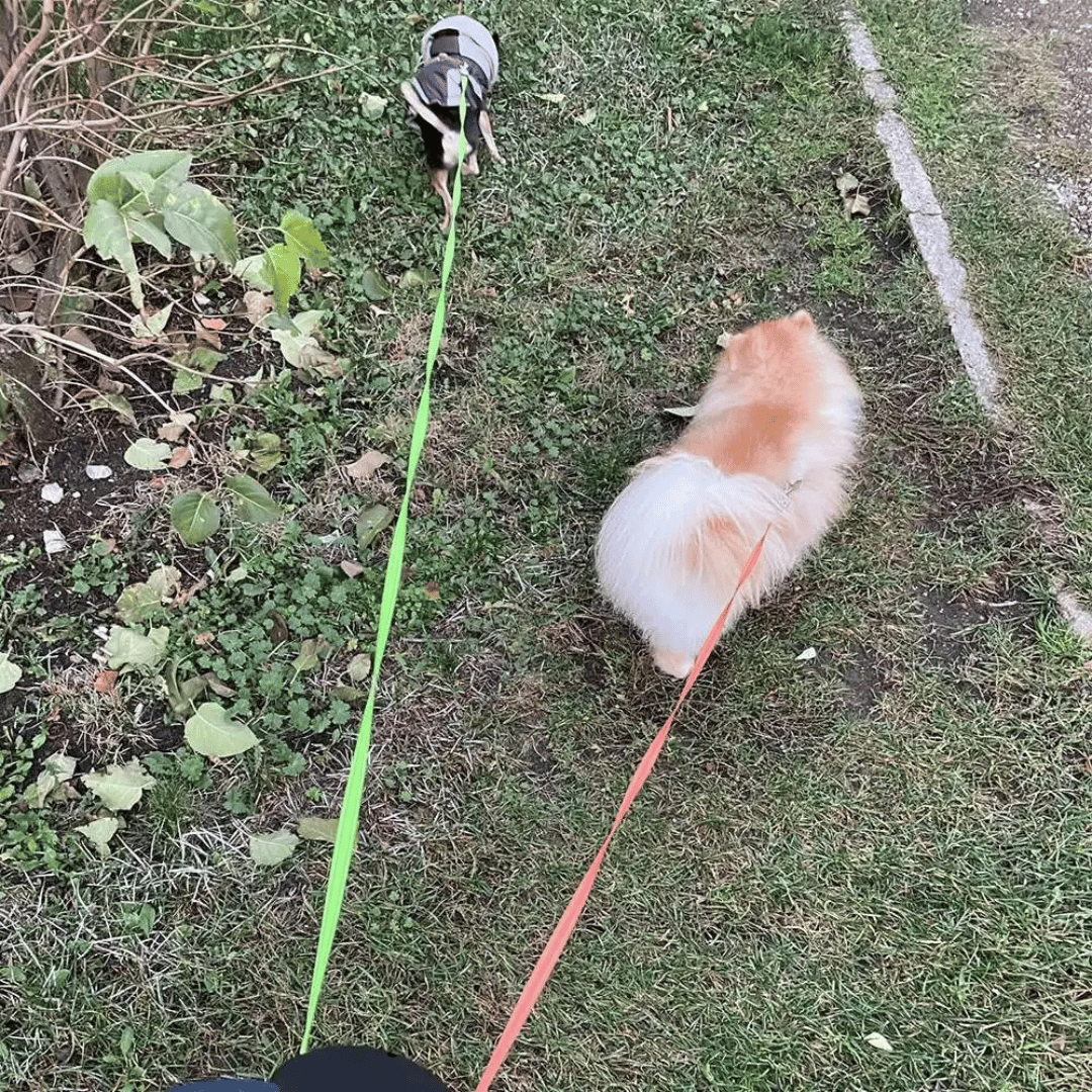 Adjustable Pet Leash Tangle with Light Clip