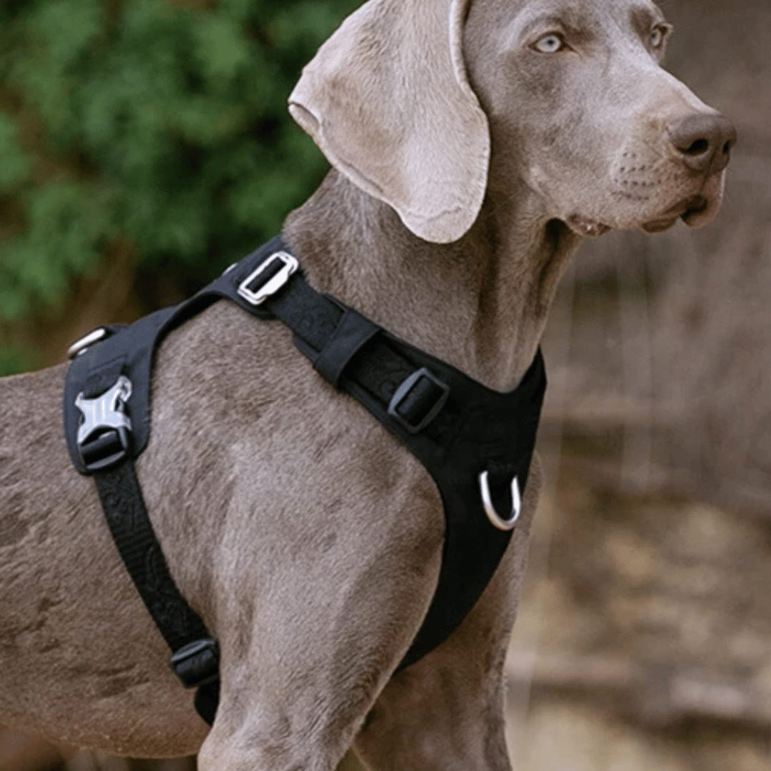 Water Resistant Dog Harness Vest