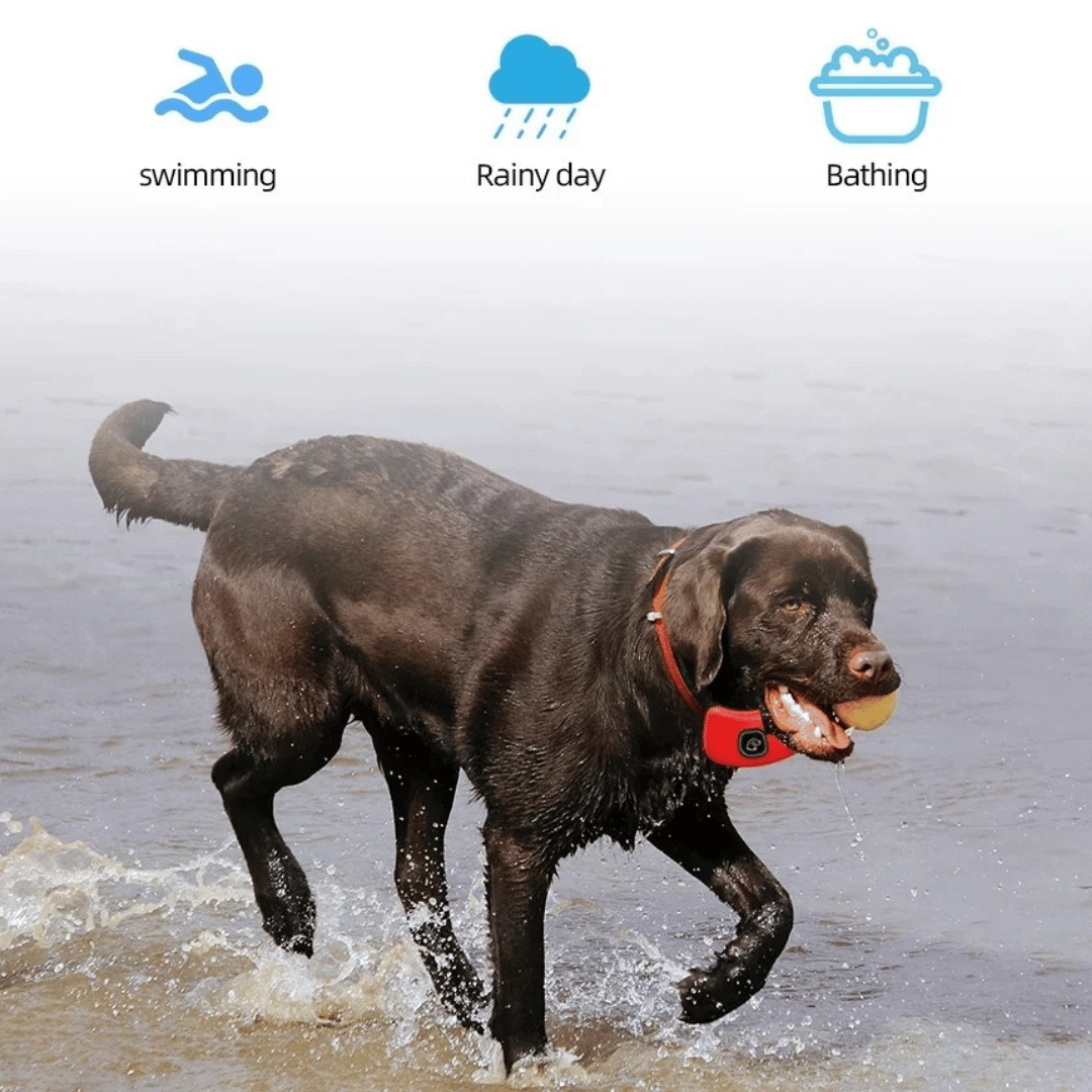 Rechargeable Dog Training Collar With Remote