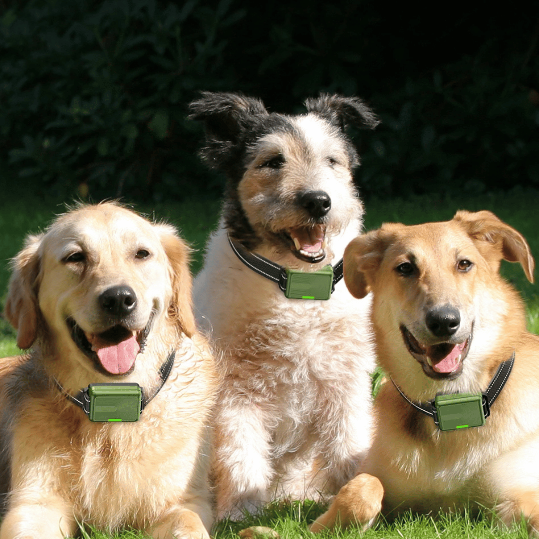 Rechargeable Dog Training Collar With Remote Control