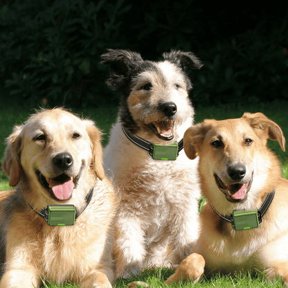 Rechargeable Dog Training Collar With Remote Control
