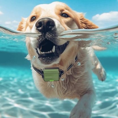 Rechargeable Dog Training Collar With Remote Control