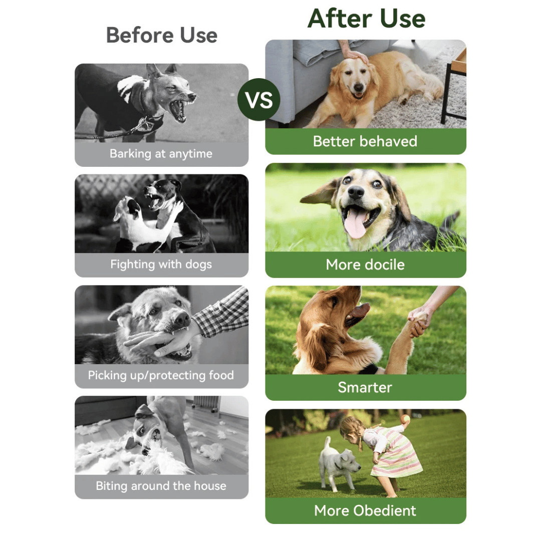 Rechargeable Dog Training Collar With Remote Control