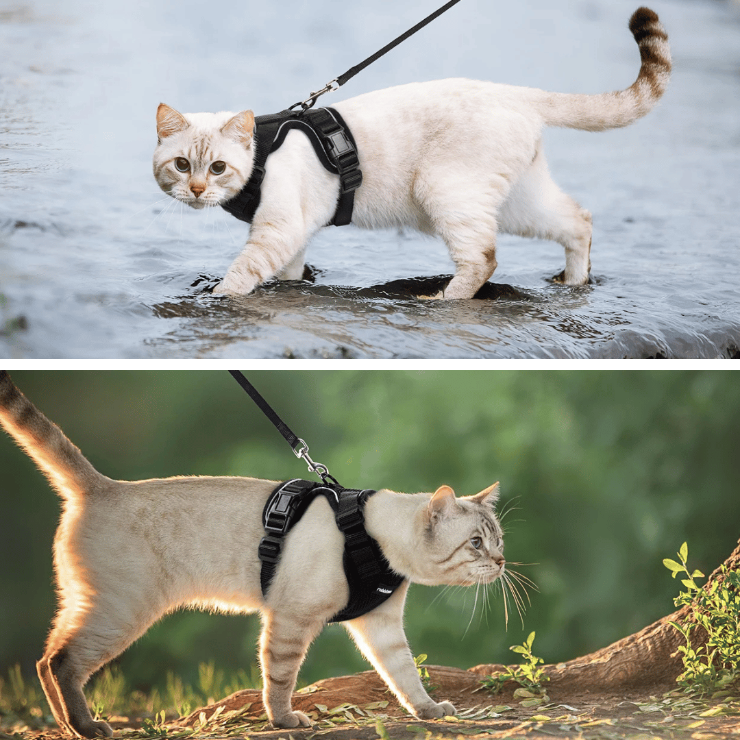 Cat Harness Leash Set Breathable Comfortable
