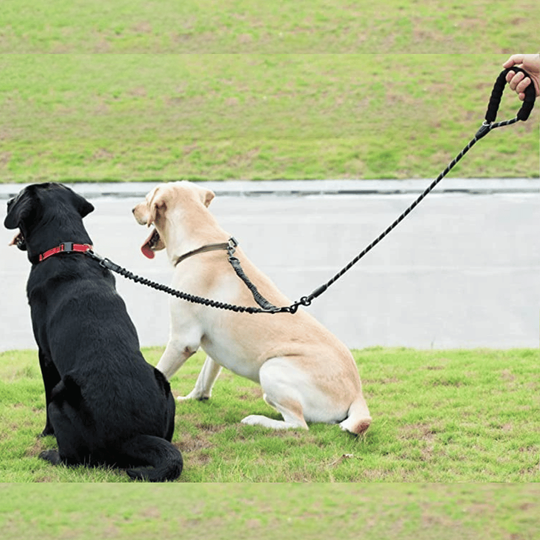 Dual Dog Leash Comfort Grip Reflective Strap