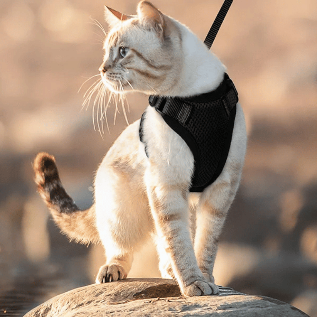 Cat Harness Leash Set Breathable Comfortable