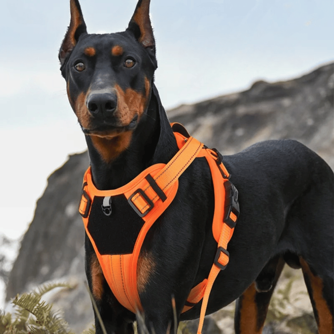 Puppy Training Harness Reflective Padded Vest
