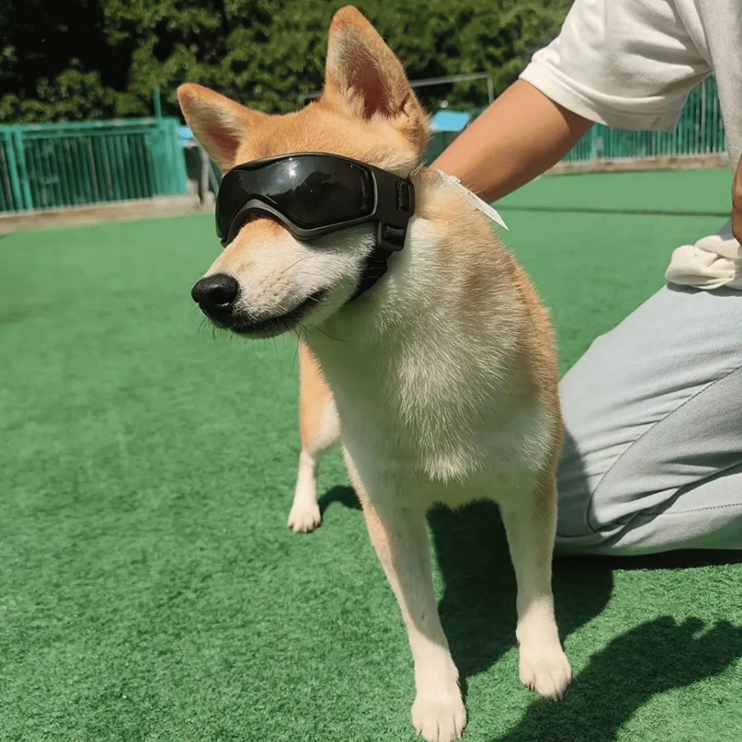 Dog Sunglasses Small Breed Eye Protection