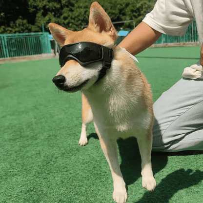 Dog Sunglasses Small Breed Eye Protection