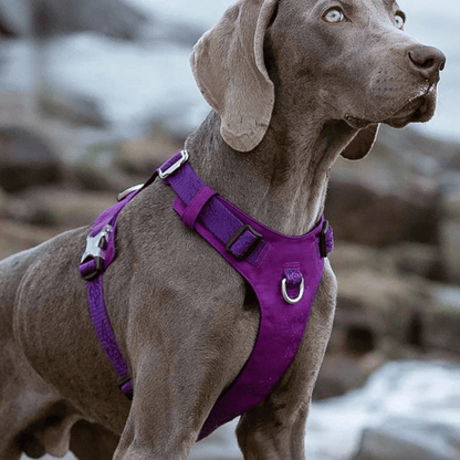 Water Resistant Dog Harness Vest