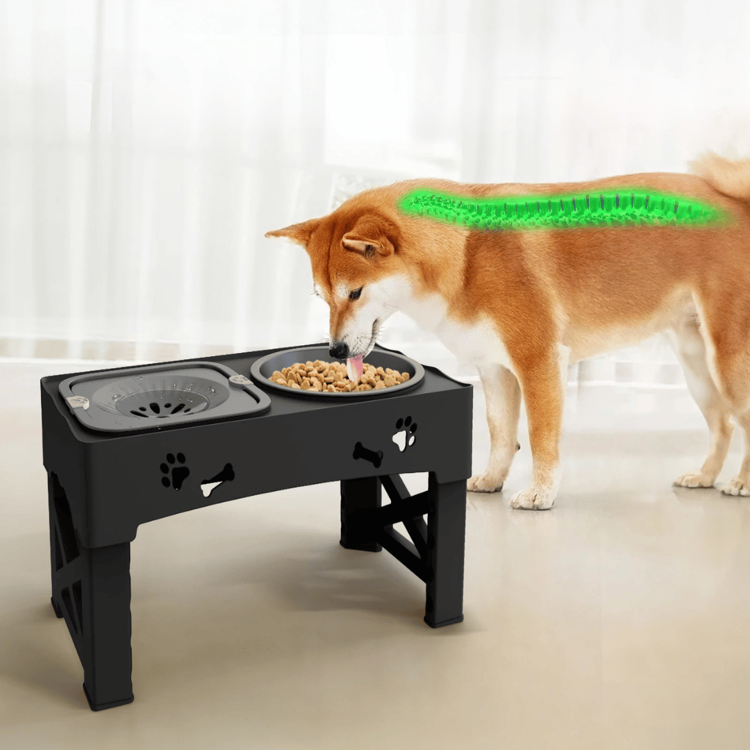 Adjustable Elevated Dog Feeder Stand