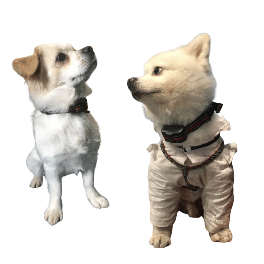 Dog Anti Bark Training Collar Small Pets
