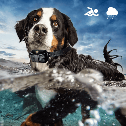 Long Range Dog Training Collar Remote Alerts
