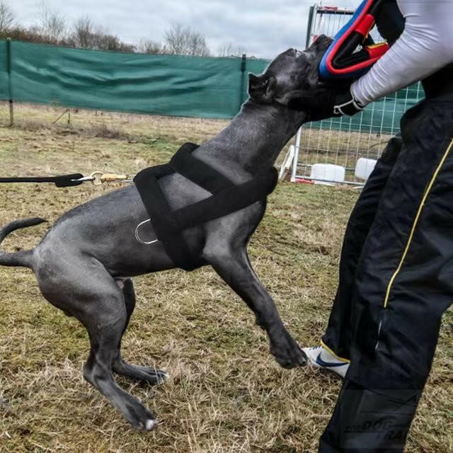 Tough Dog Pulling Harness Padded Support