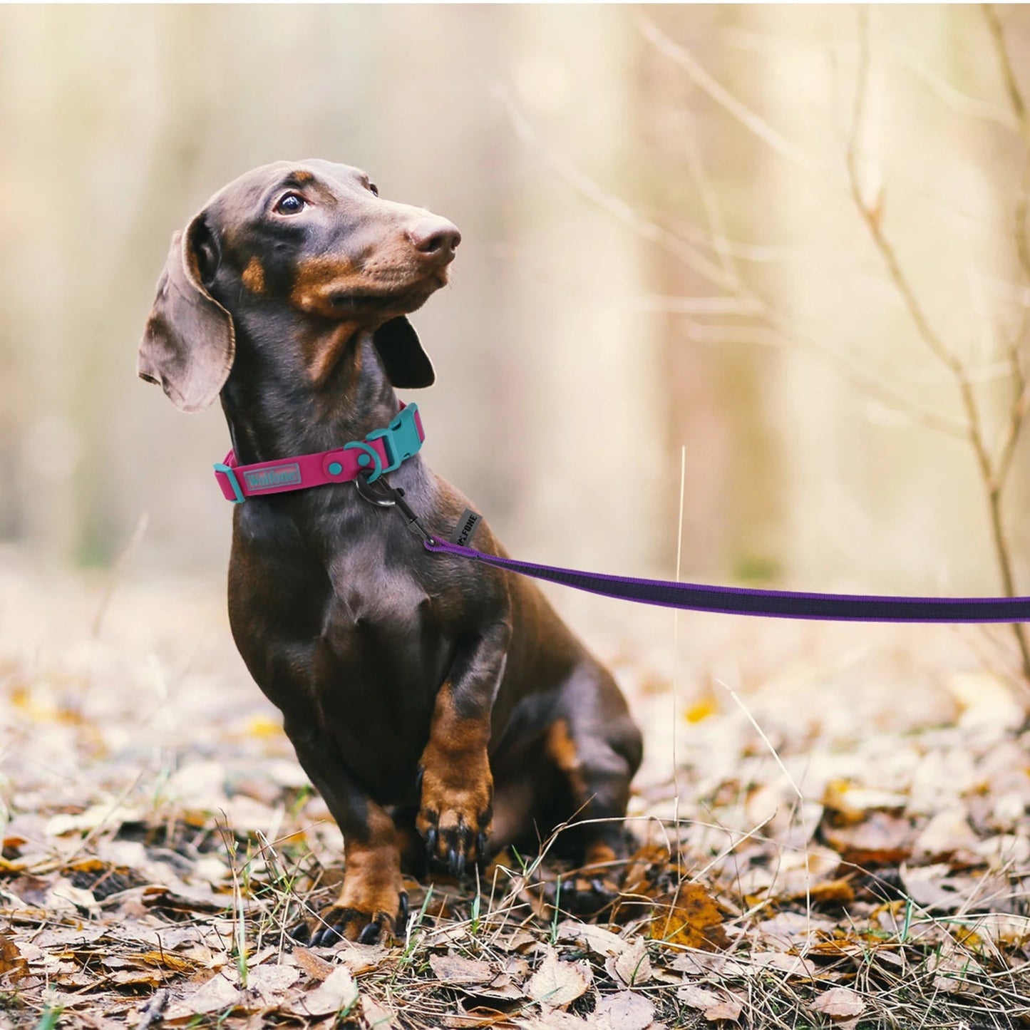 Waterproof Dog Leash Cushioned Grip