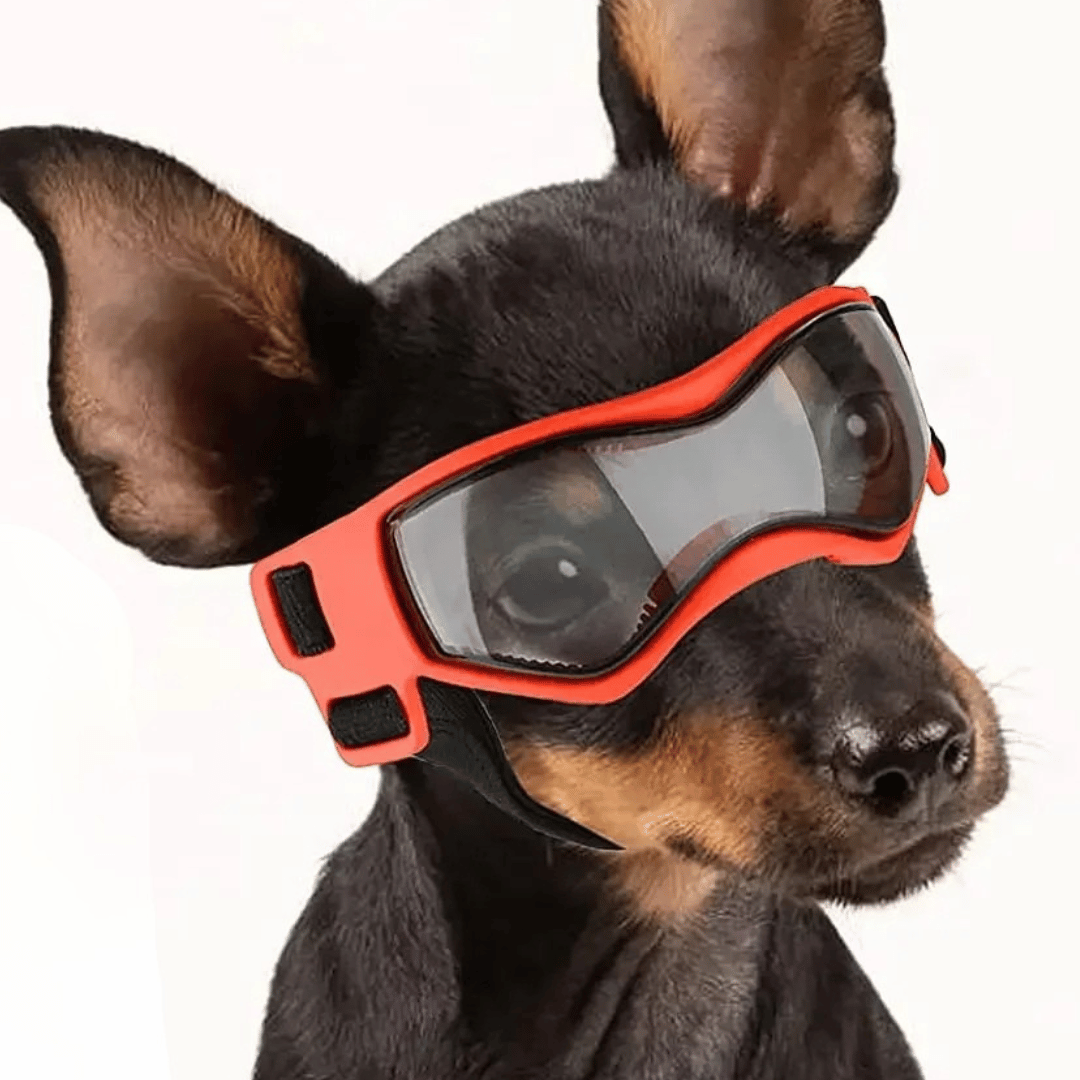 Dog Sunglasses Small Breed Eye Protection