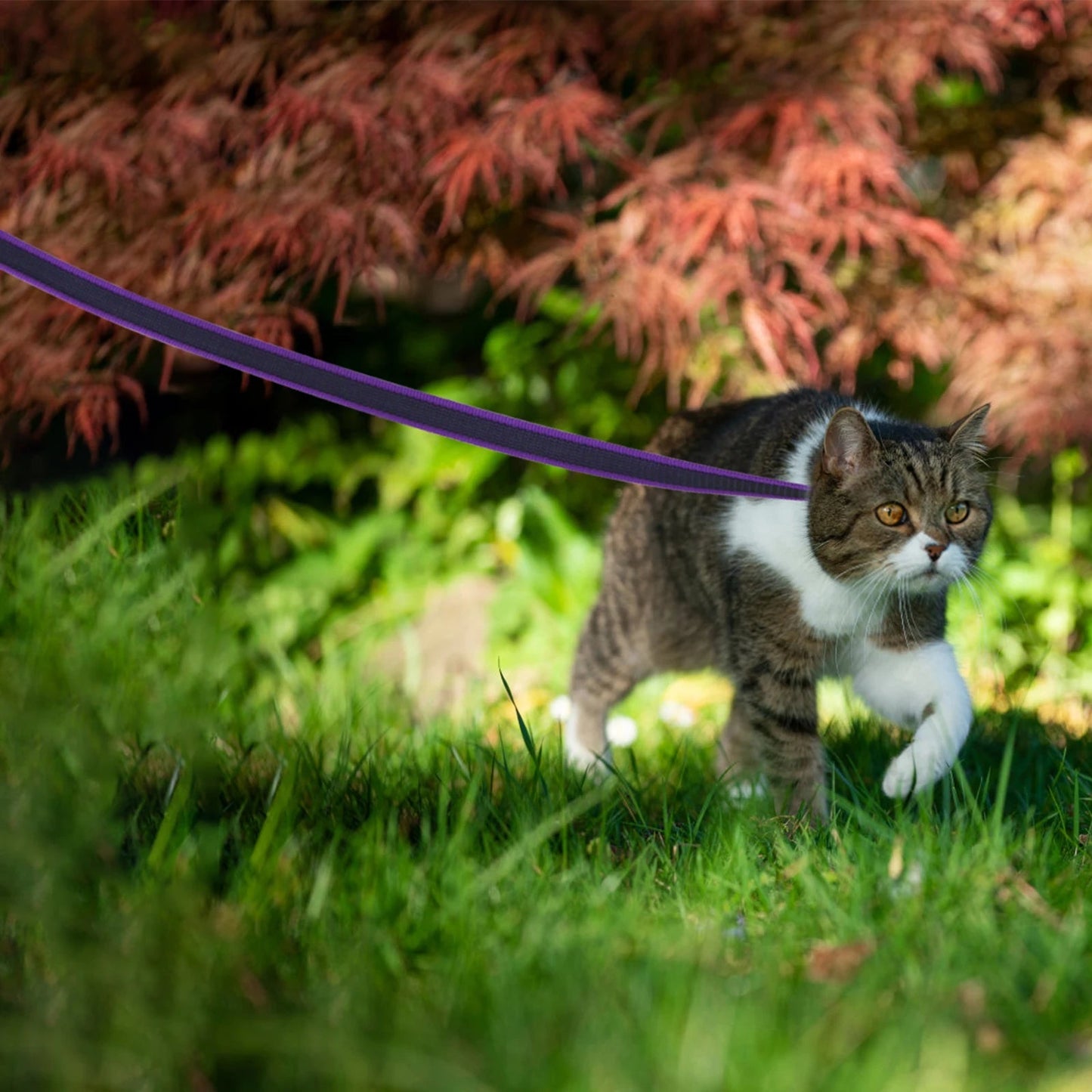 Waterproof Dog Leash Cushioned Grip