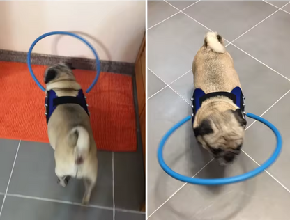 Pet Grooming Guide