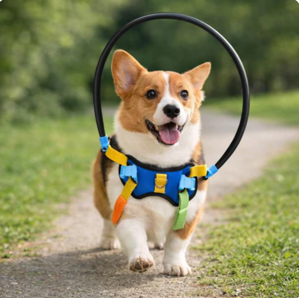 Pet Grooming Guide