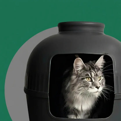 Cat peeking out from a black litter box against a green background