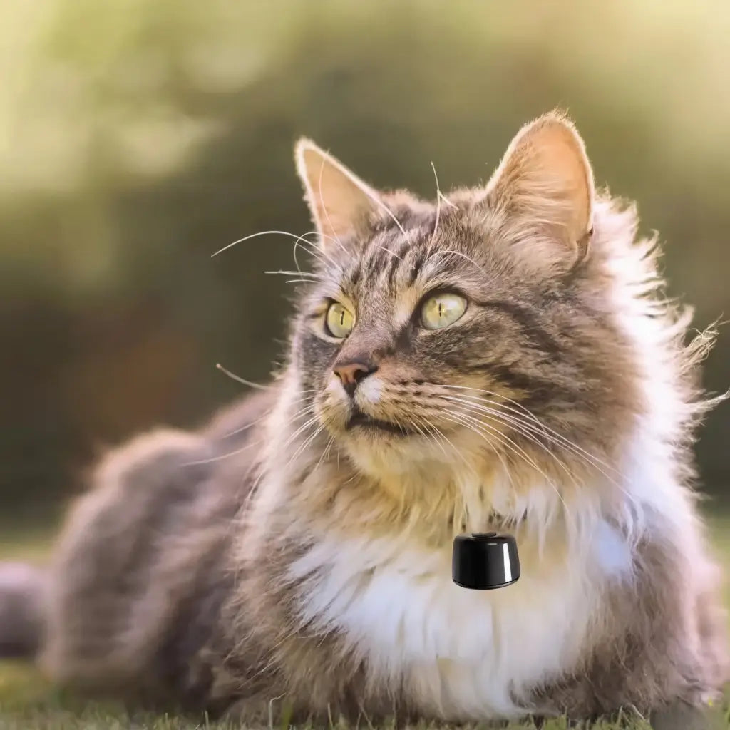 Cat with a mini tracking gps in his collar lying on grass with a blurred green background