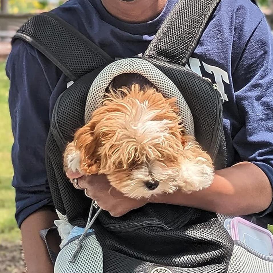 Pet Hiking Backpack For Adventure Travel