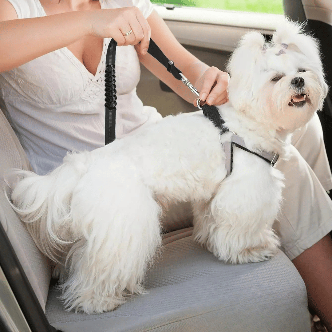 Pet Car Safety Harness