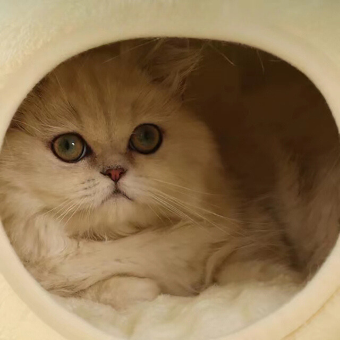 Pet Hideaway Bed House Plush