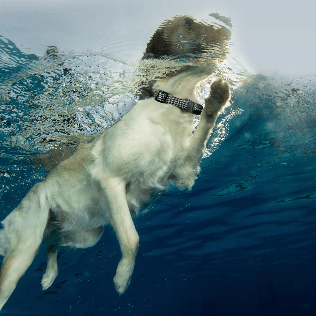 Long Distance Dog Training Collar Remote