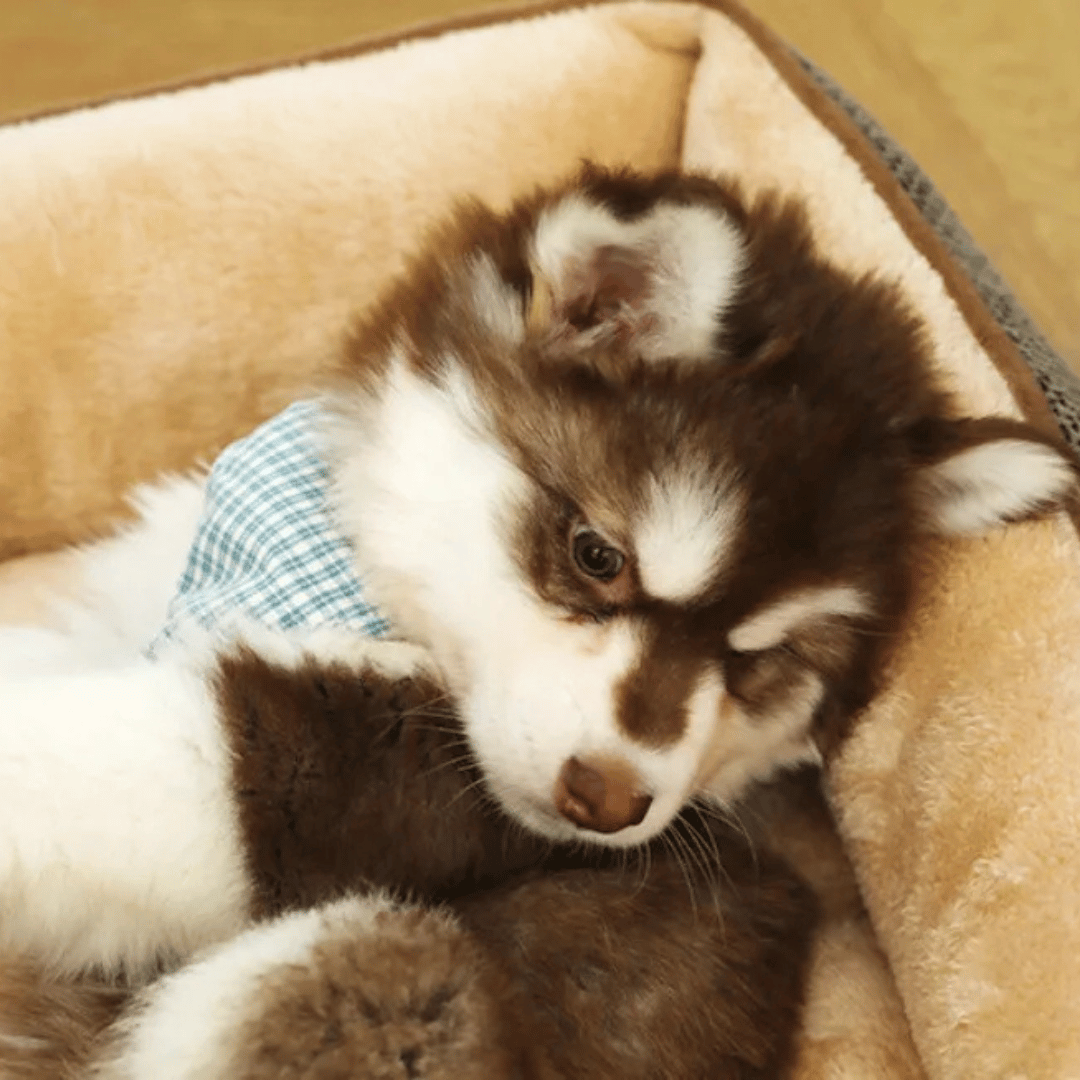 Orthopedic Small Pet Bed Plush