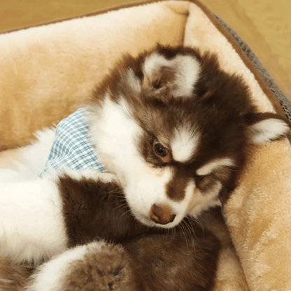 Orthopedic Small Pet Bed Plush