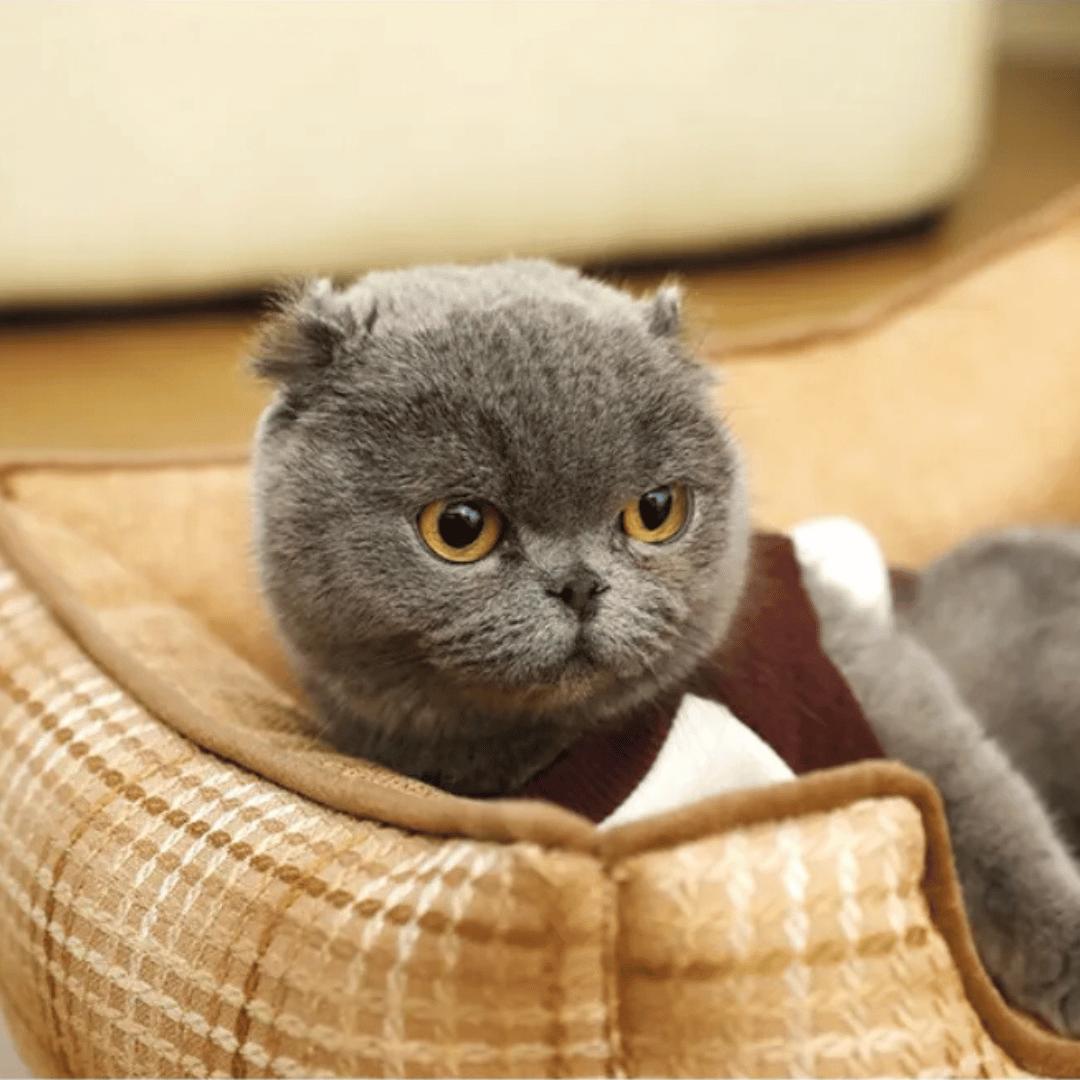 Orthopedic Small Pet Bed Plush